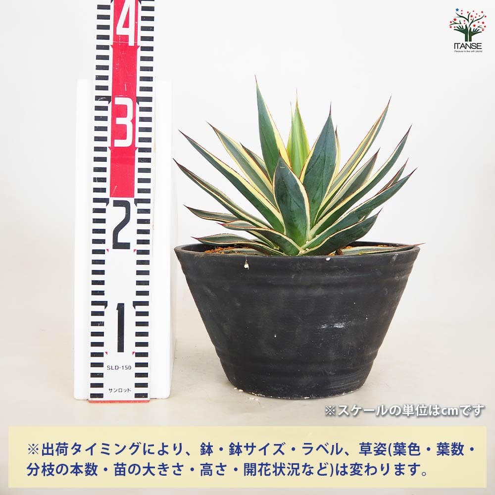 アガベ スノーグロー 9号 アガベ スノーグロウ 【多肉植物 9号／1個売り】｜ 【植物の