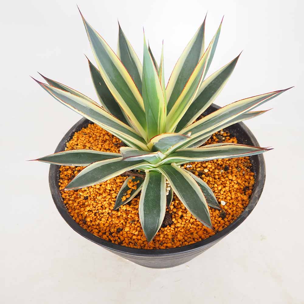 アガベ スノーグロウ 【多肉植物 9号／1個売り】｜ 【植物の