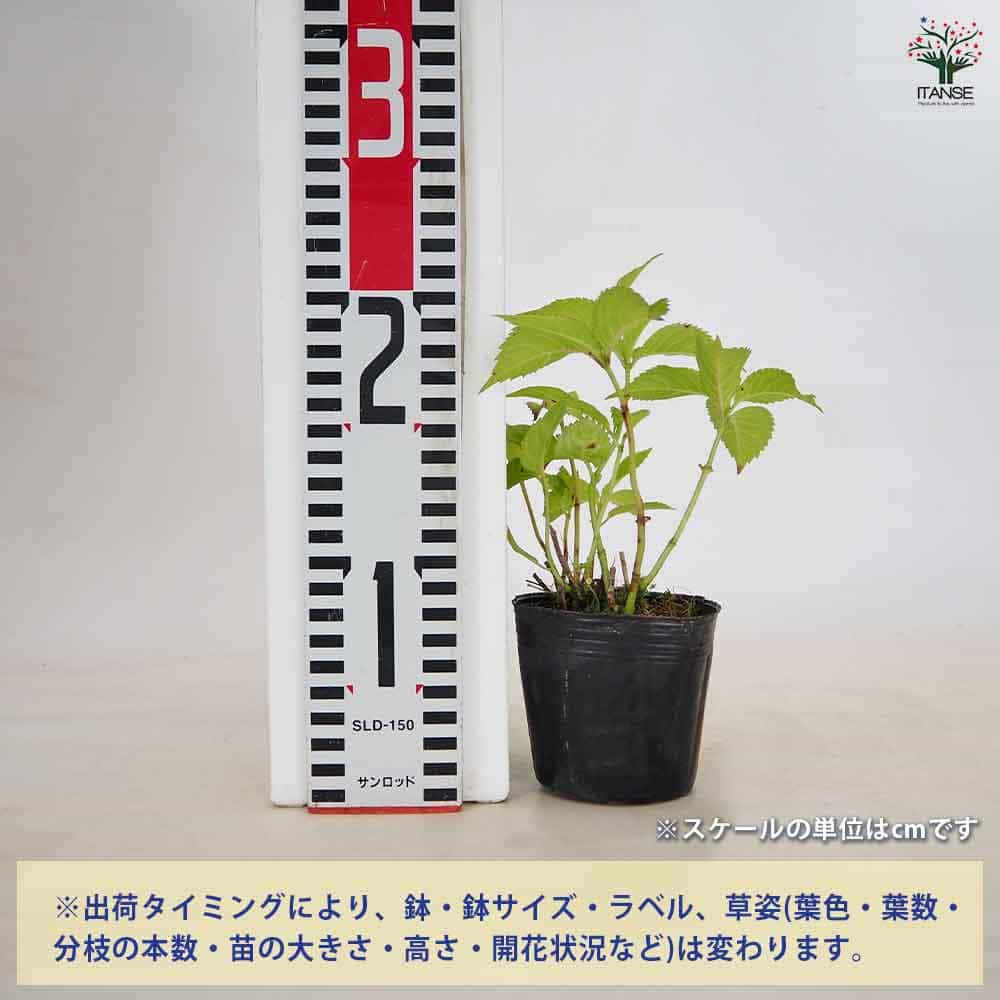 山アジサイ 海峡 【花木苗 3号】｜ 【植物のITANSE】全品送料
