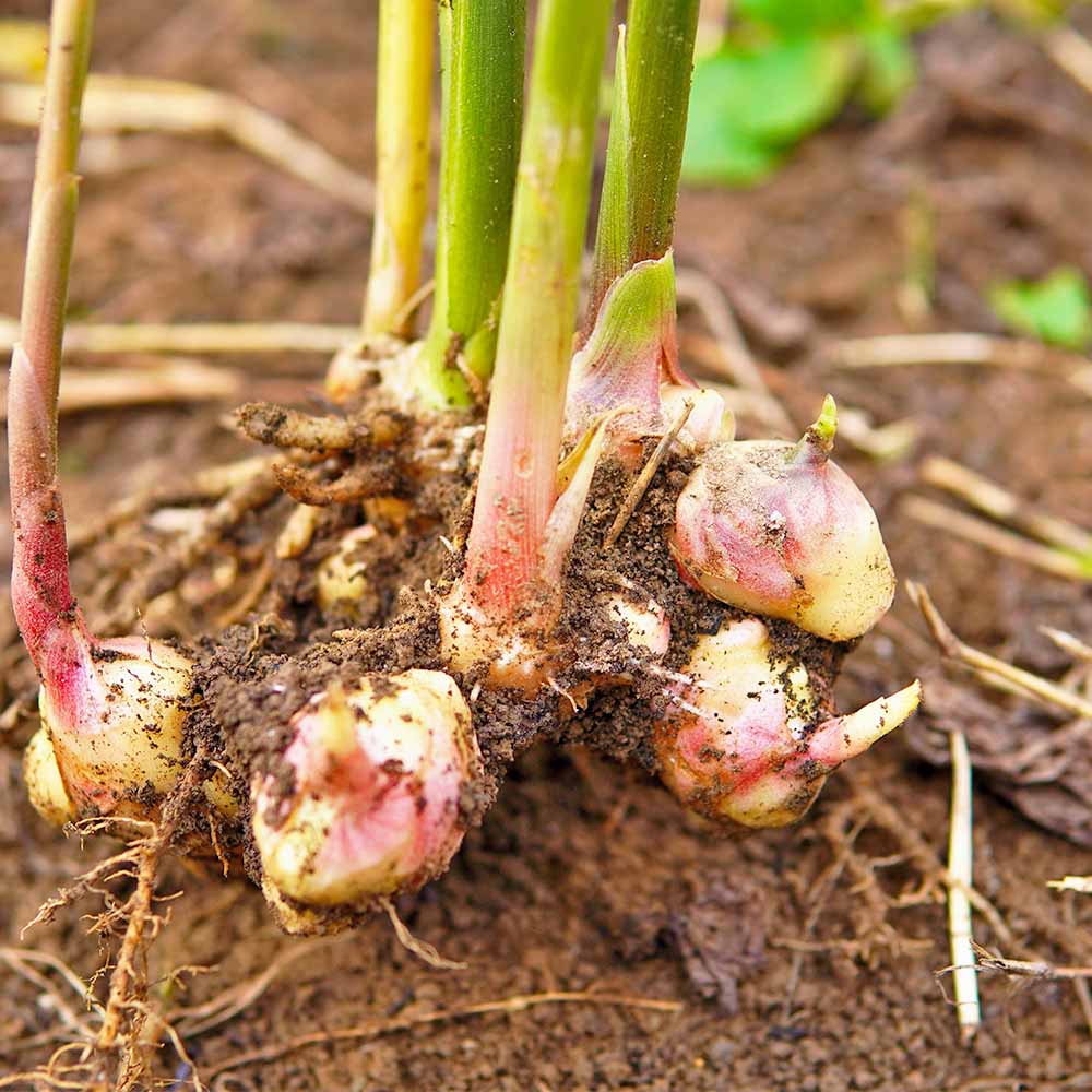 ショウガの苗 清香(さやか)2個～ 【野菜の苗 3.5号】