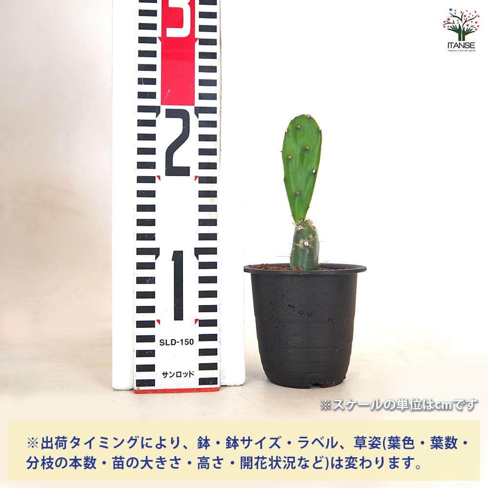 追加商品画像