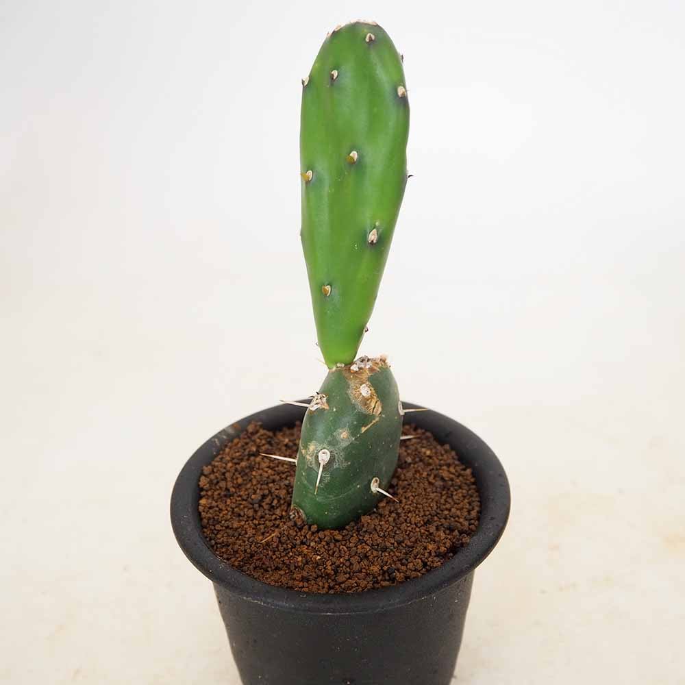 サボテン オプンチア 墨こけし 【多肉植物 3号／1個売り】