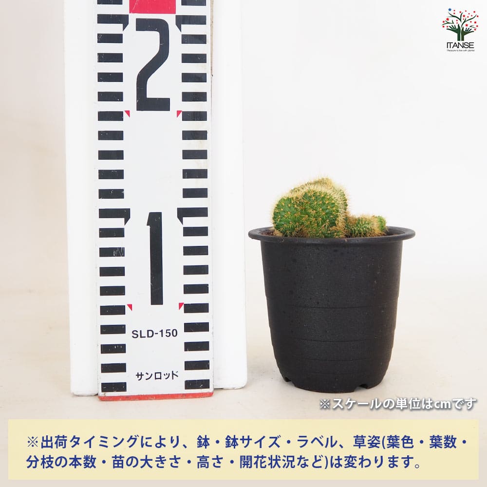 追加商品画像