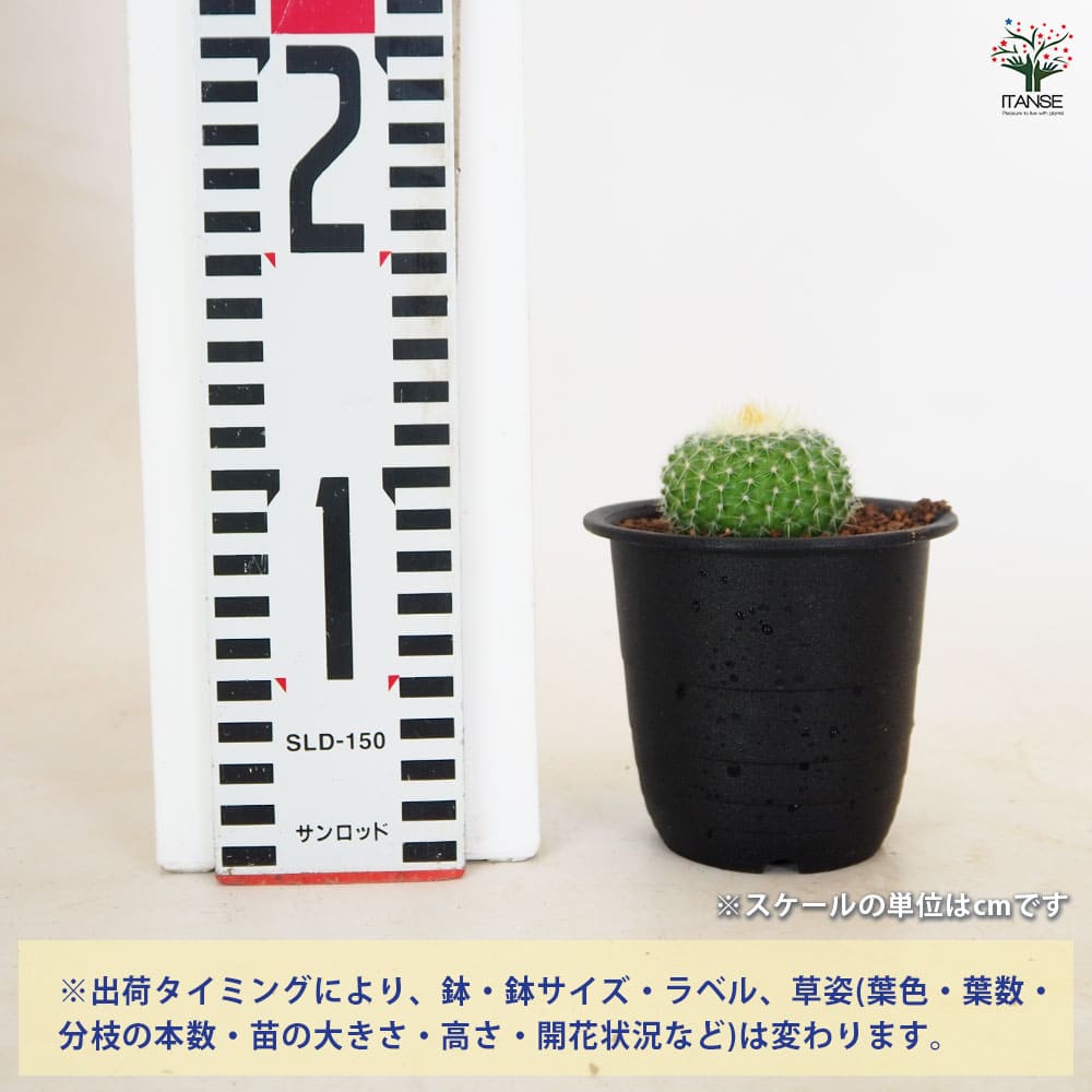 サボテン パロジア 錦翁玉 【多肉植物 3号／1個売り】｜ 【植物の