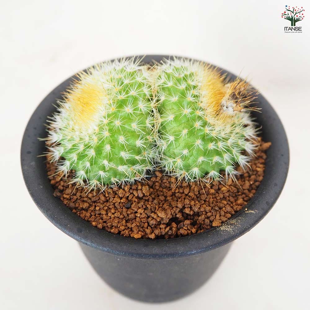 サボテン パロジア 錦翁玉 【多肉植物 3号／1個売り】｜ 【植物の