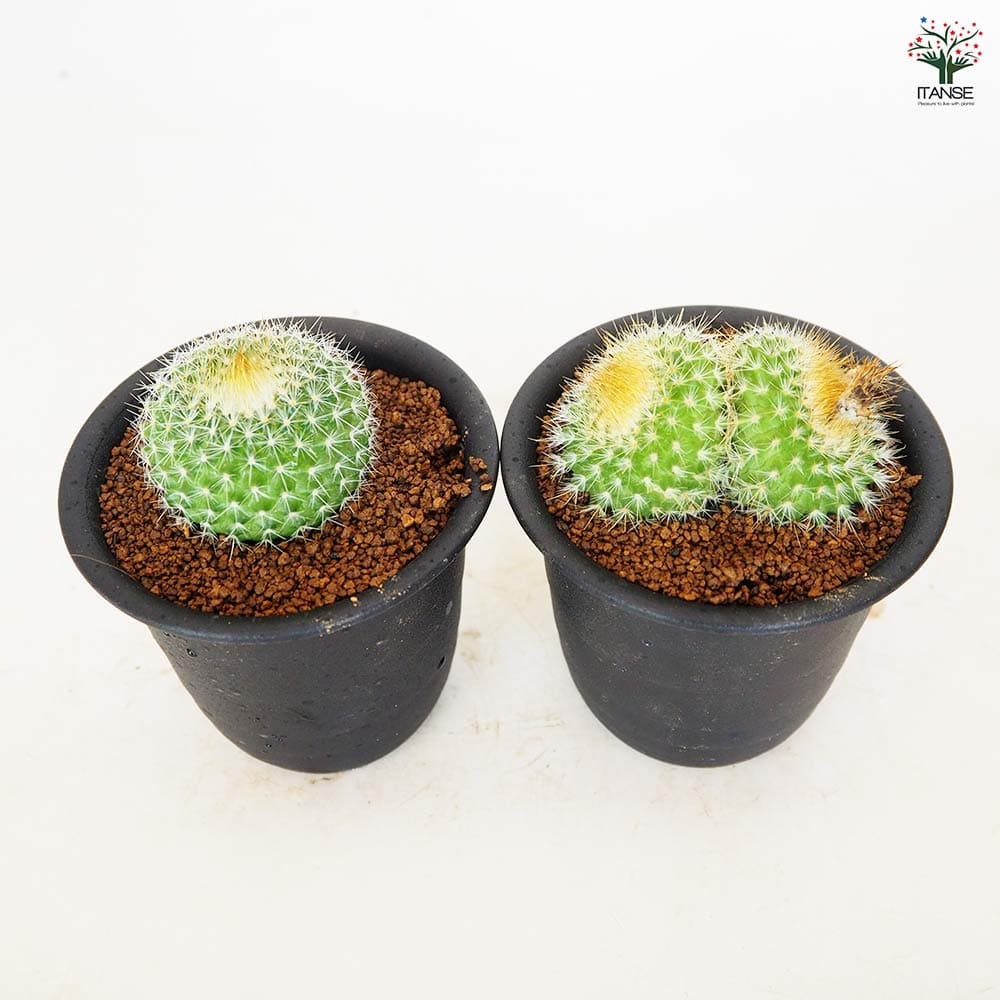 サボテン パロジア 錦翁玉 【多肉植物 3号／1個売り】｜ 【植物の
