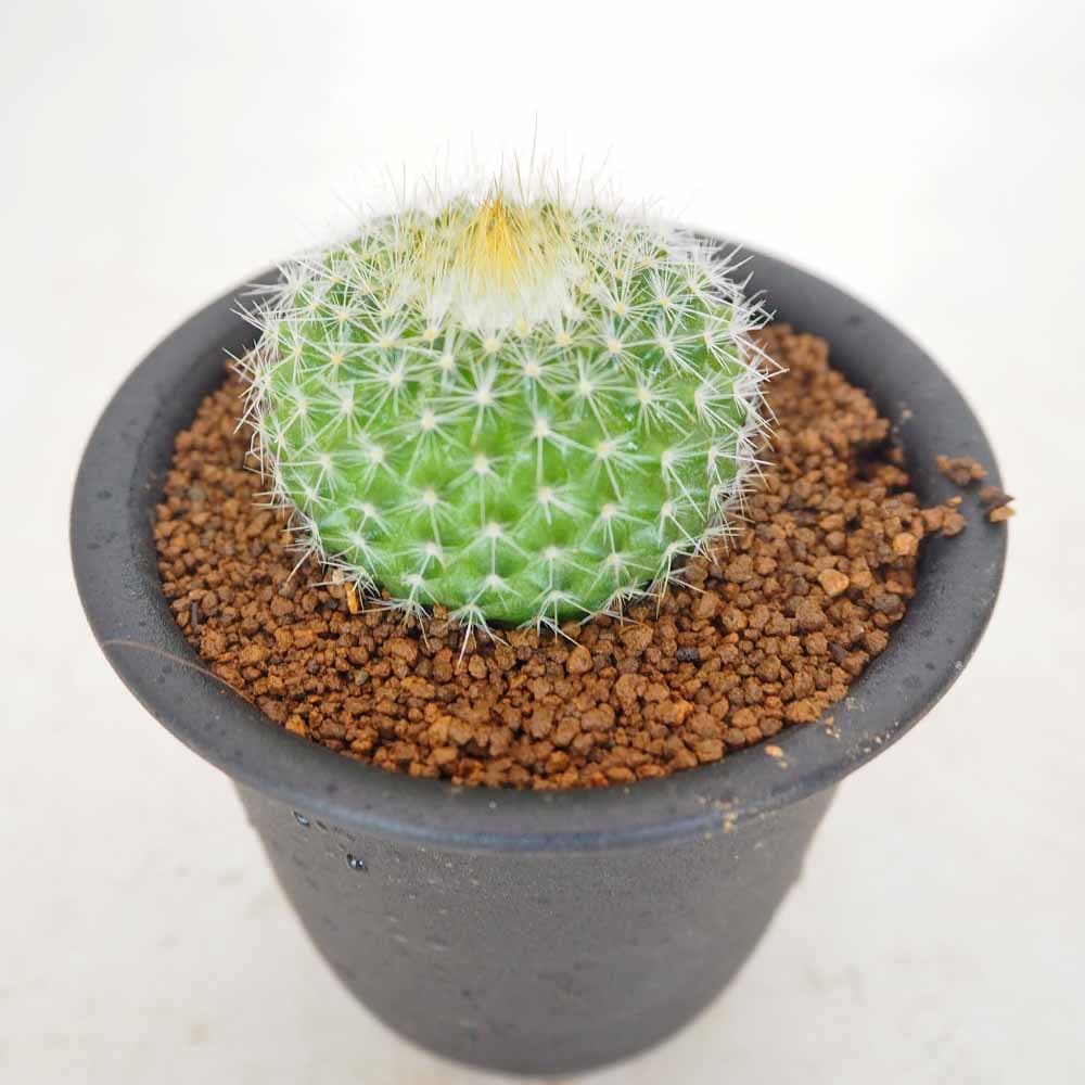 サボテン パロジア 錦翁玉 【多肉植物 3号／1個売り】｜ 【植物の