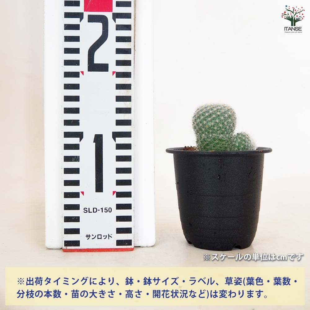 サボテン マミラリア 鶴の小丸 【多肉植物 3号／1個売り】｜ 【植物の