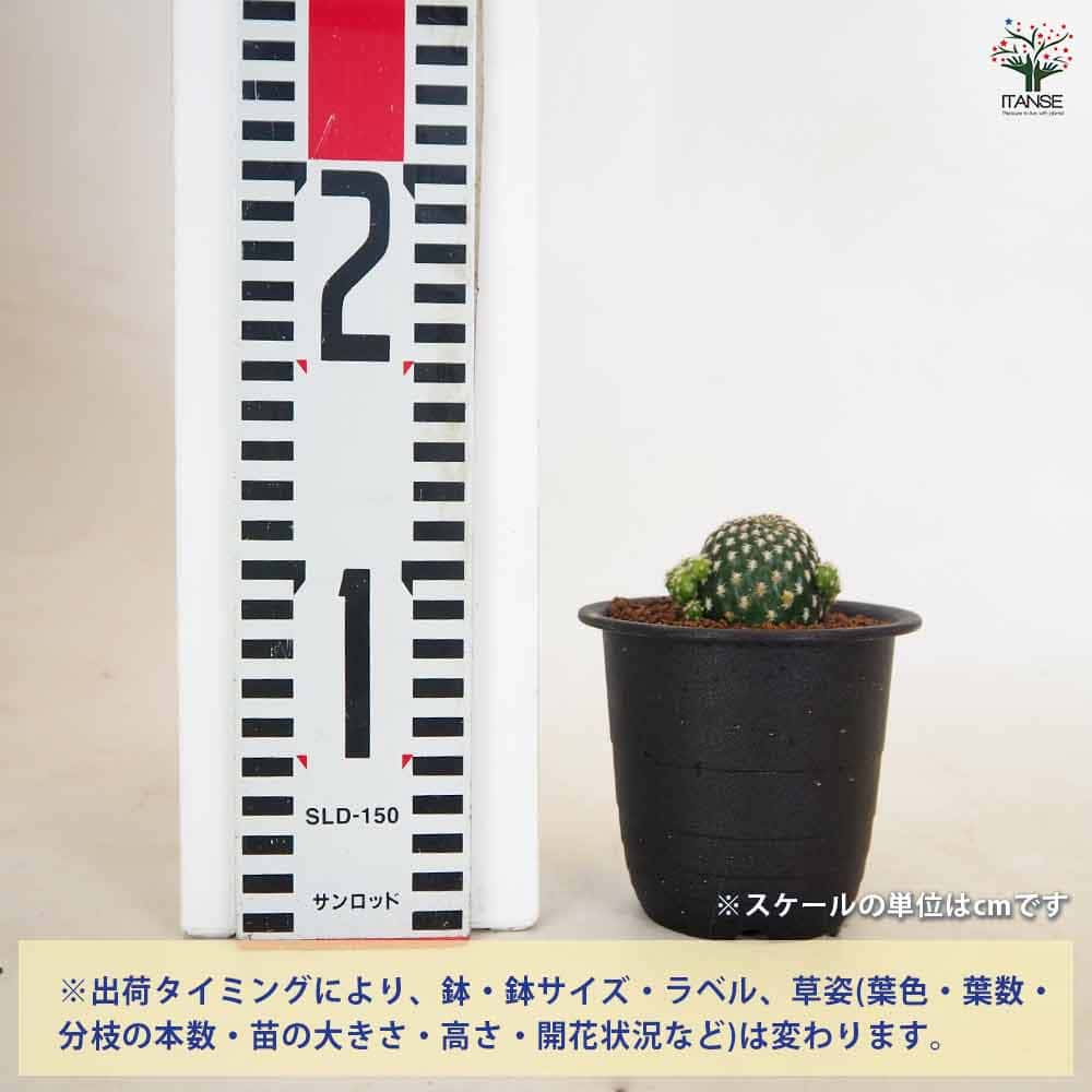 サボテン レブチア アレナケア 【多肉植物 3号／1個売り】｜ 【植物の