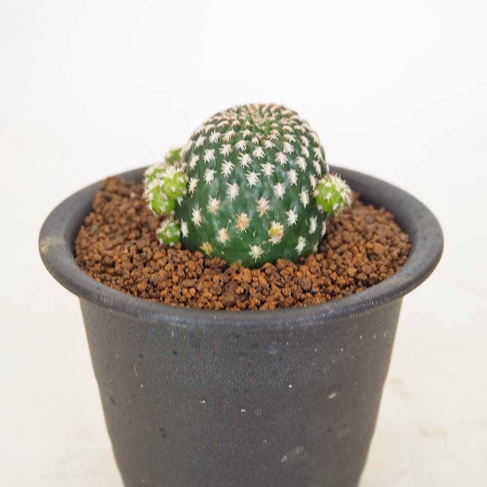 サボテン レブチア アレナケア 【多肉植物 3号／1個売り】