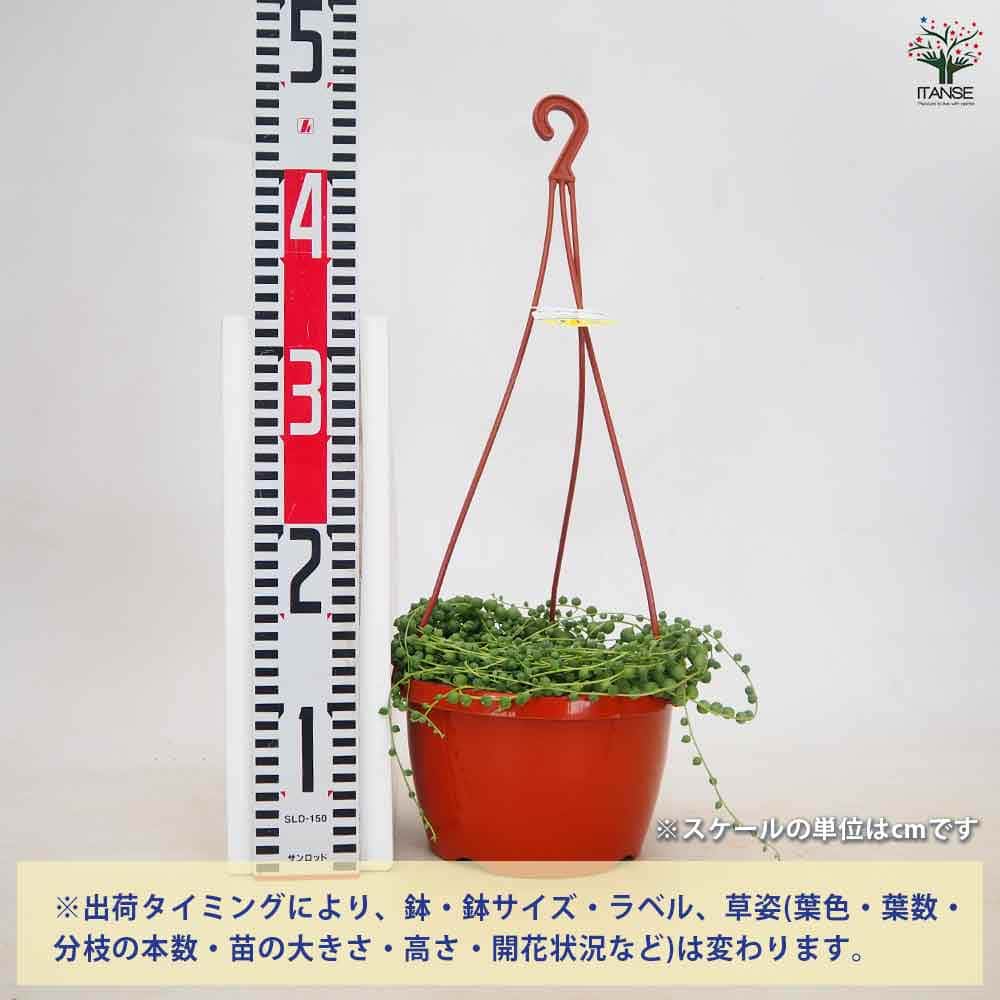 グリーンネックレス 吊り鉢 【多肉植物 6号／1個売り】｜ 【植物の
