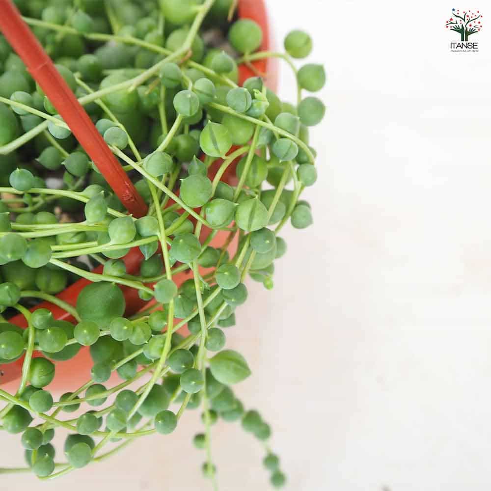 グリーンネックレス 吊り鉢 【多肉植物 6号／1個売り】｜ 【植物の