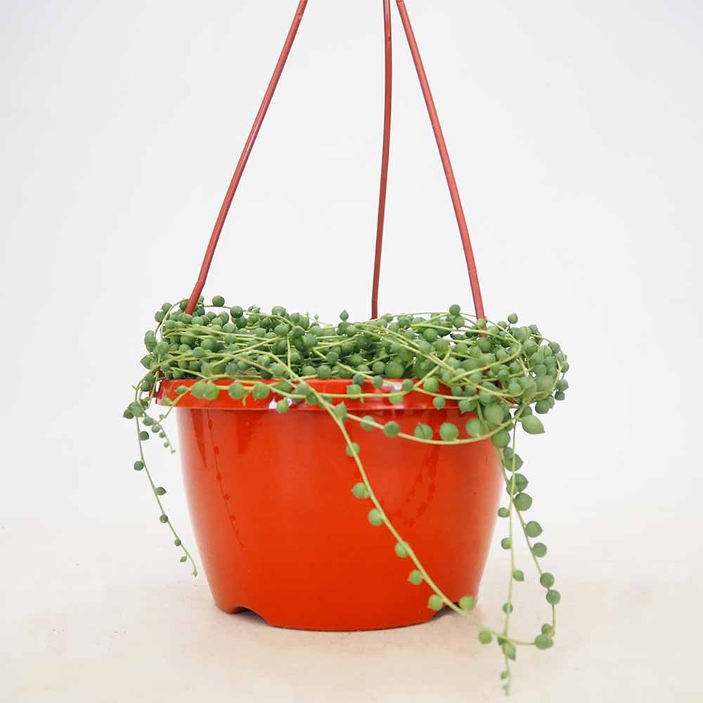 グリーンネックレス 吊り鉢 【多肉植物 6号／1個売り】