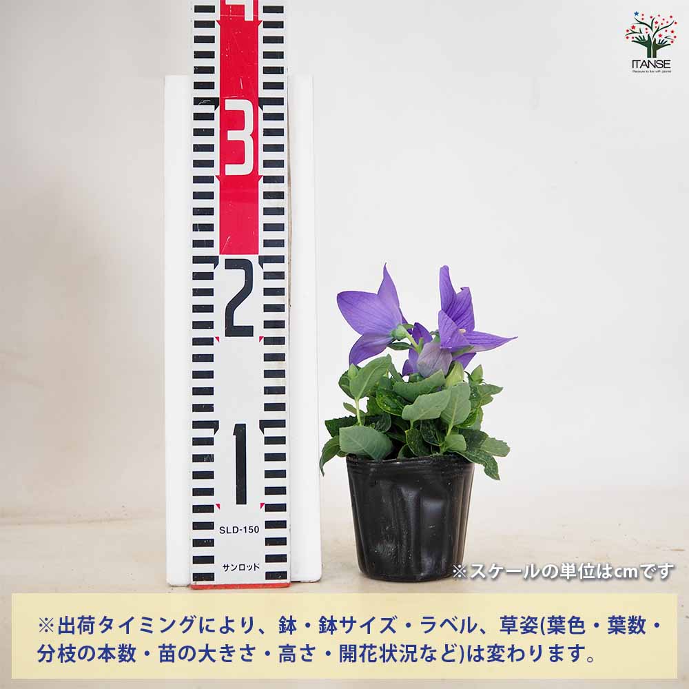 桔梗の苗 ポップスター色見計らい 【花苗 3号】｜ 【植物の