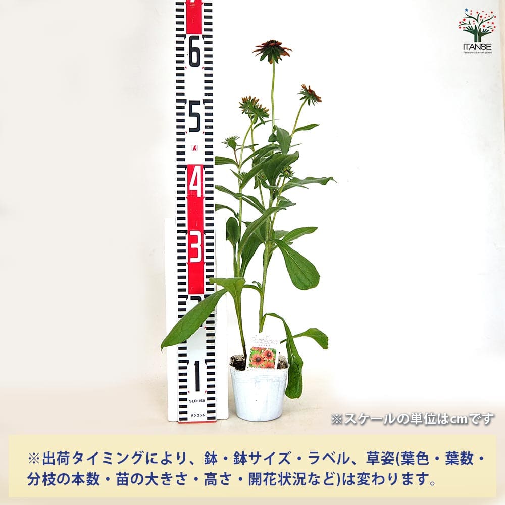 ルドベキア チェリーブランディー 【花苗 3.5号】｜ 【植物の