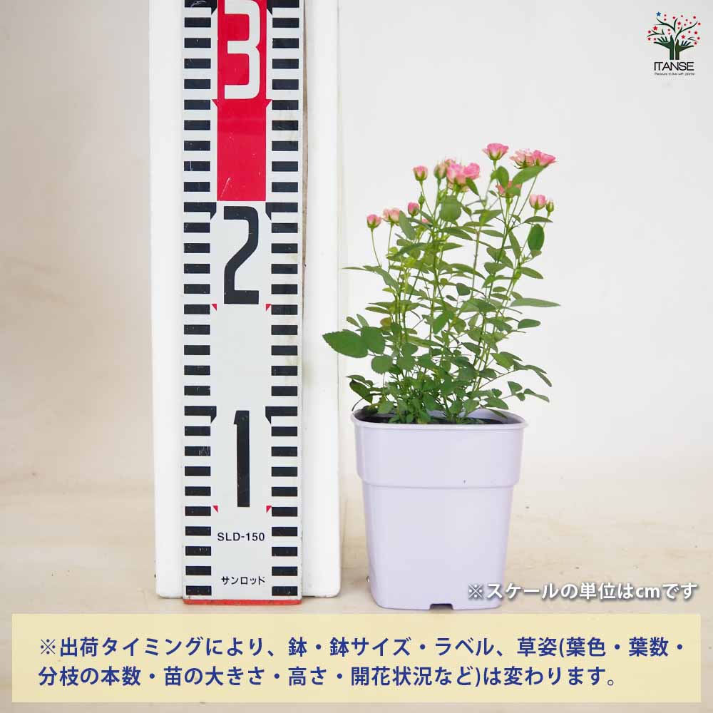 ミニ薔薇 みさき 【花木苗 3.5号】｜ 【植物のITANSE】全品送料