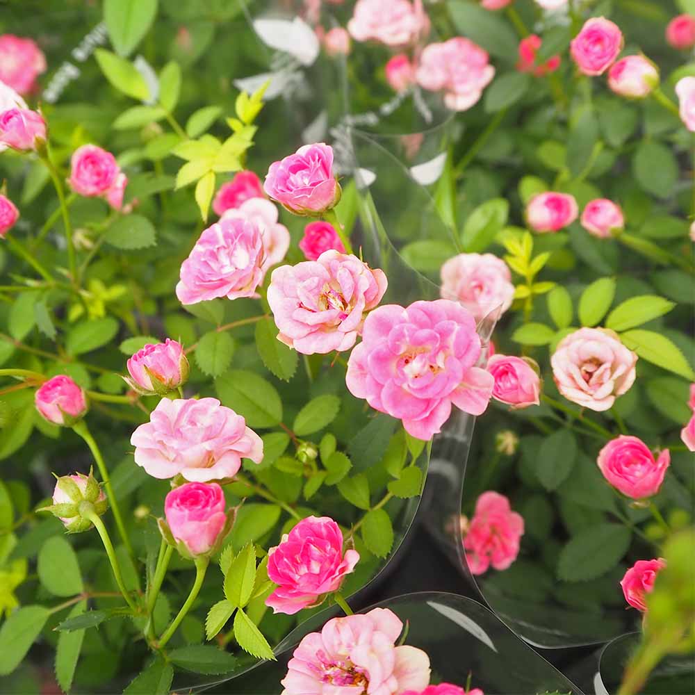 ミニ薔薇 みさき 【花木苗 3.5号】