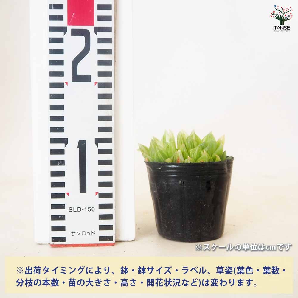 ハオルチア 京の華錦(ニシキ)10cm硬質ポット 【多肉植物 3号／1個売り