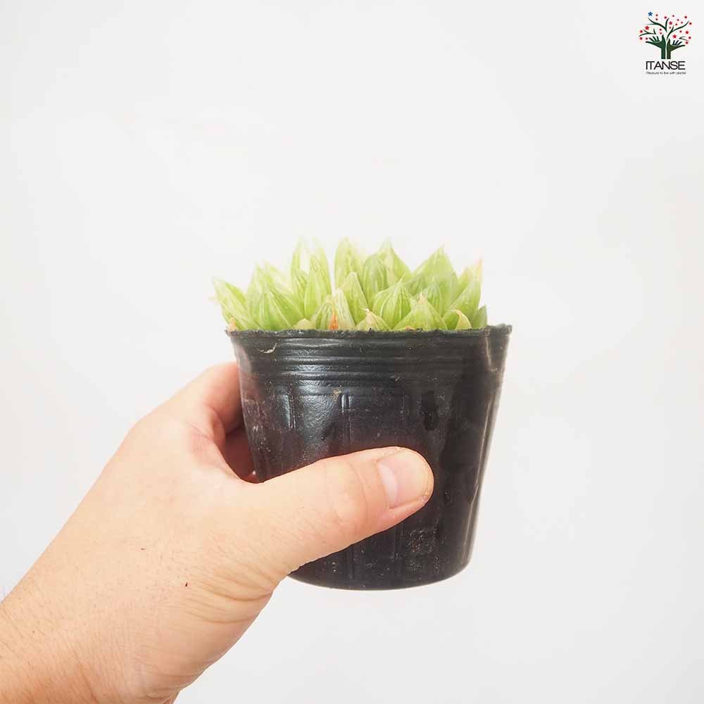 ハオルチア 京の華錦(ニシキ)10cm硬質ポット 【多肉植物 3号／1個売り