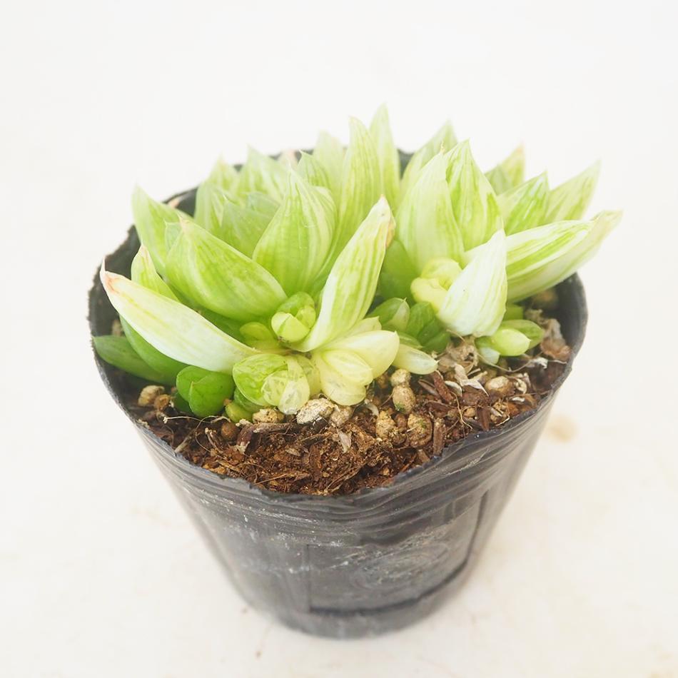 ハオルチア 京の華錦(ニシキ)10cm硬質ポット 【多肉植物 3号／1個売り