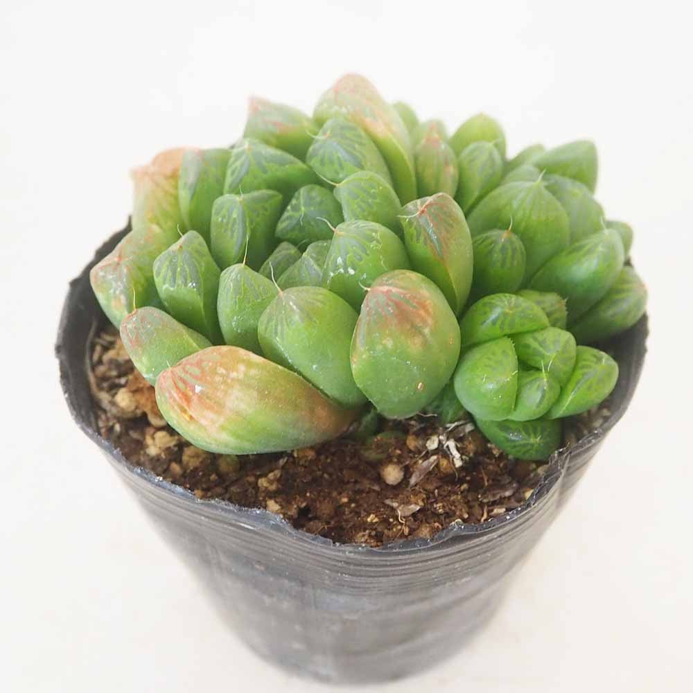 ハオルチア 玉露10cm硬質ポット 【多肉植物 3号／1個売り】