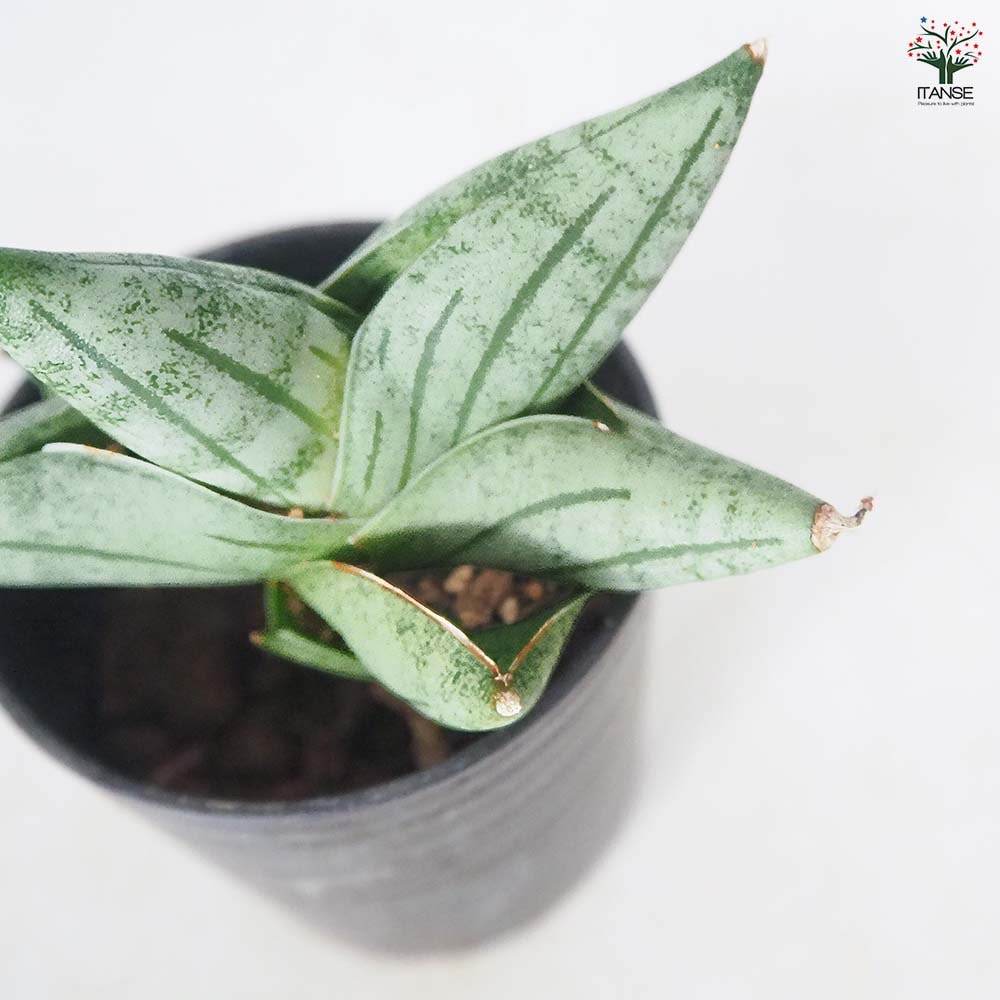 サンスベリア ミーディー 【観葉植物 2.5号／1個売り】｜ 【植物の