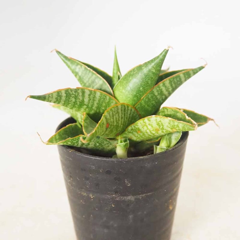 ライチ ジャカパット 【 果樹の苗 4号 ／1個売り 】｜ 【植物の