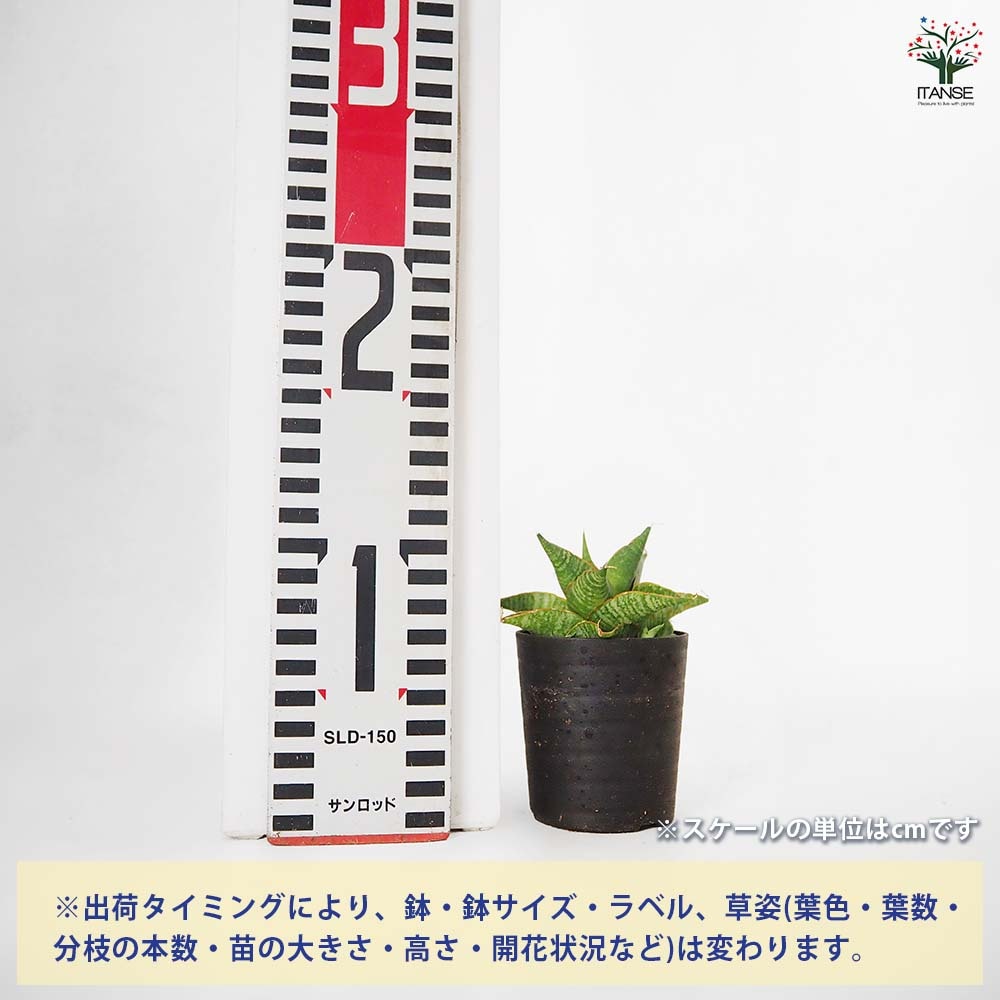 サンスベリア シンドロ 【観葉植物 2.5号／1個売り】｜ 【植物の