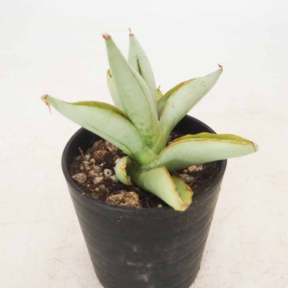 サンスベリア アイスマン 【観葉植物 2.5号／1個売り】｜ 【植物の
