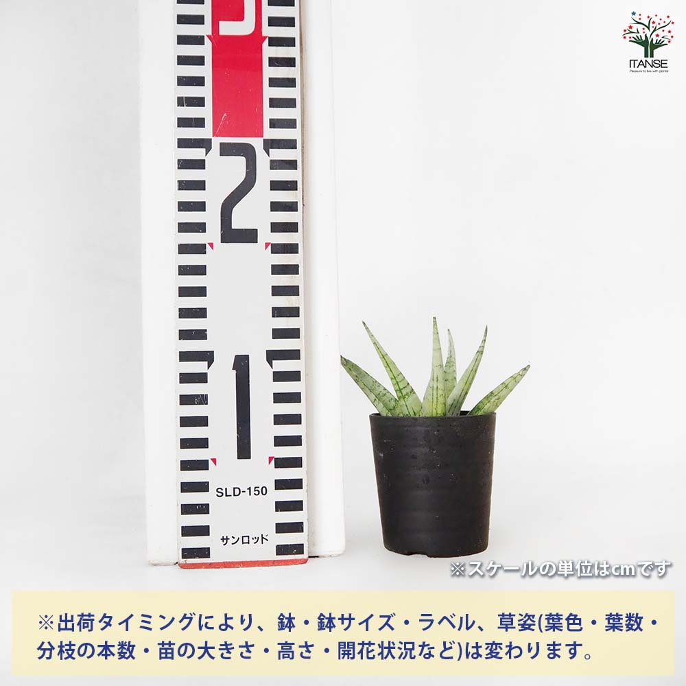 サンスベリア モモ 【観葉植物 2.5号／1個売り】｜ 【植物の