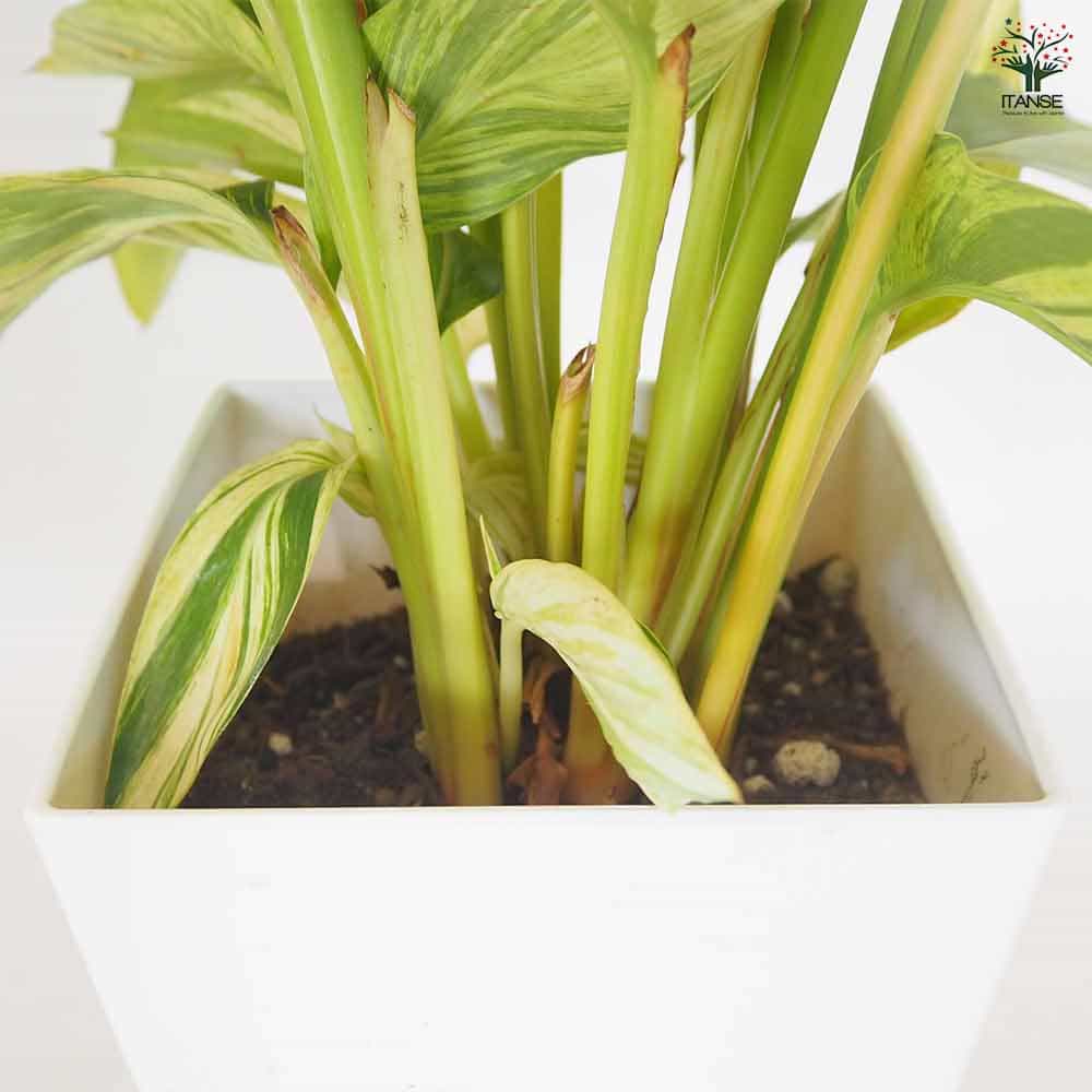 月桃(ゲットウ) 斑入り 【ハーブの苗 7号／1個売り】｜ 【植物の