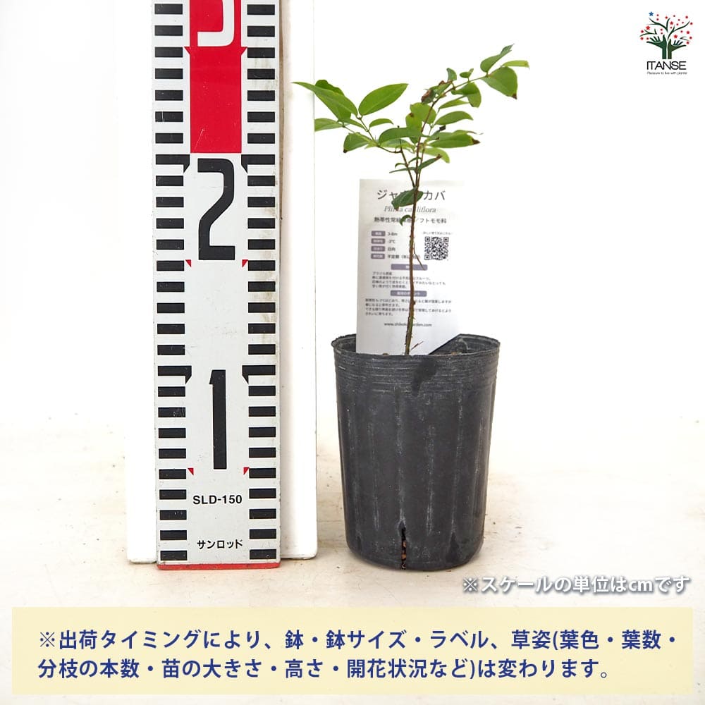 ジャボチカバの苗木 【果樹の苗 3号】｜ 【植物のITANSE】全品