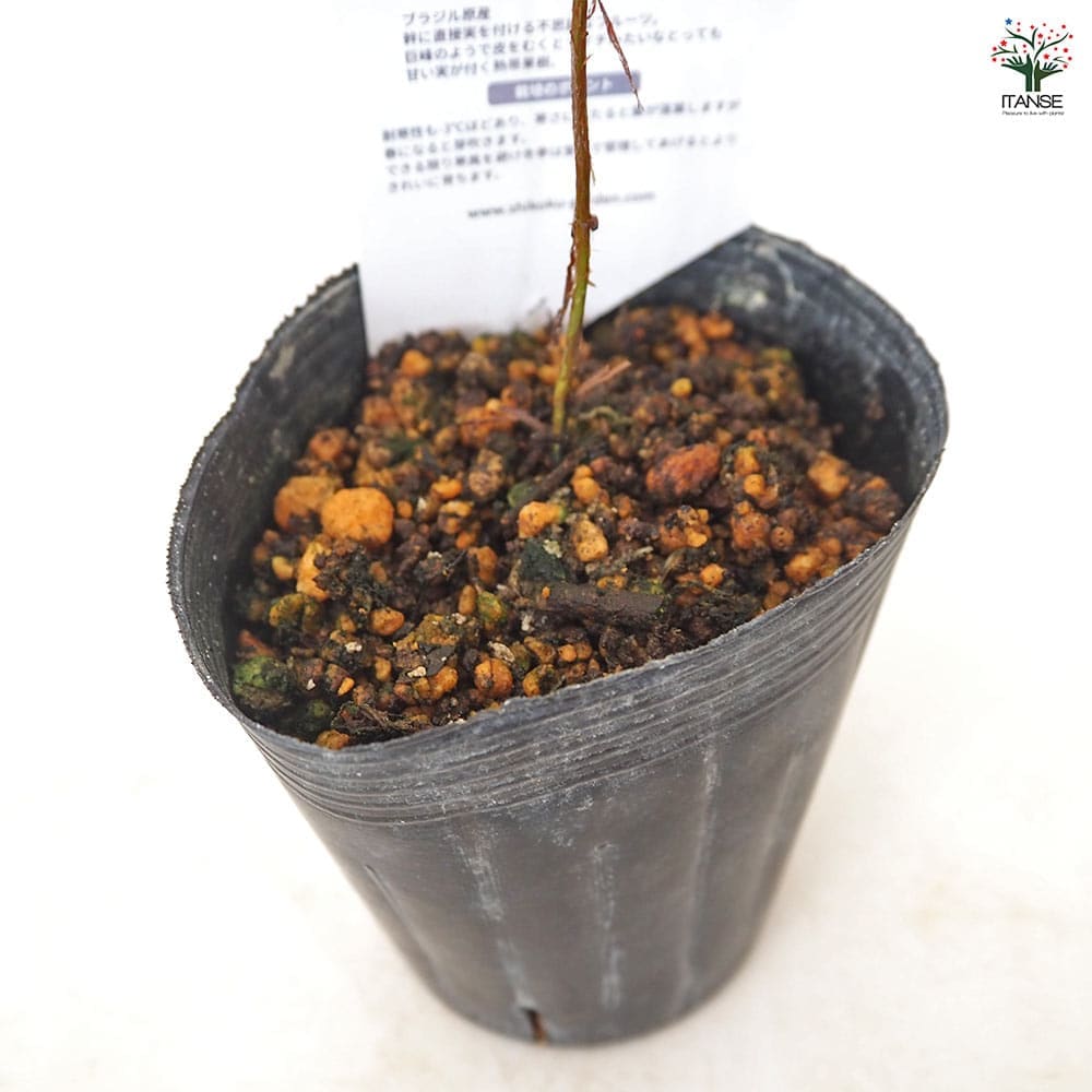 ジャボチカバの苗木 【果樹の苗 3号】｜ 【植物のITANSE】全品