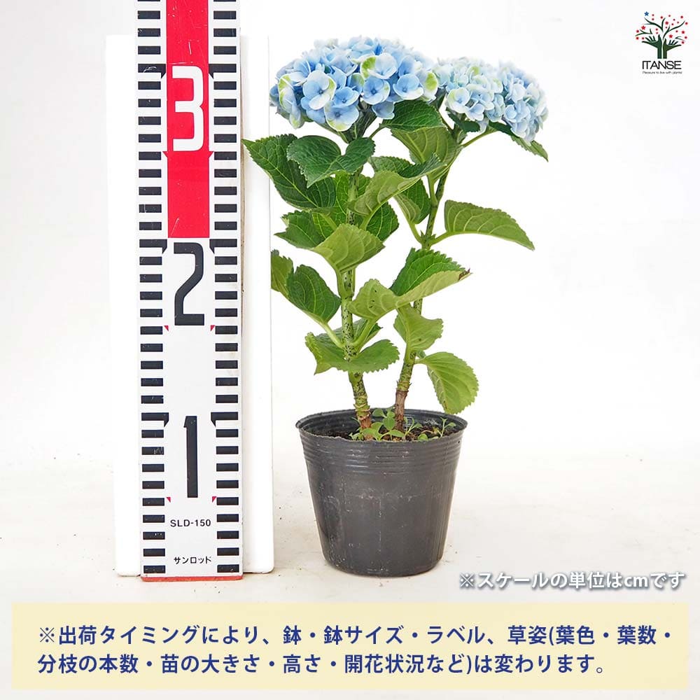 アジサイ マジカルレボリューション ブルー 【花木苗 3.5号】｜ 【植物
