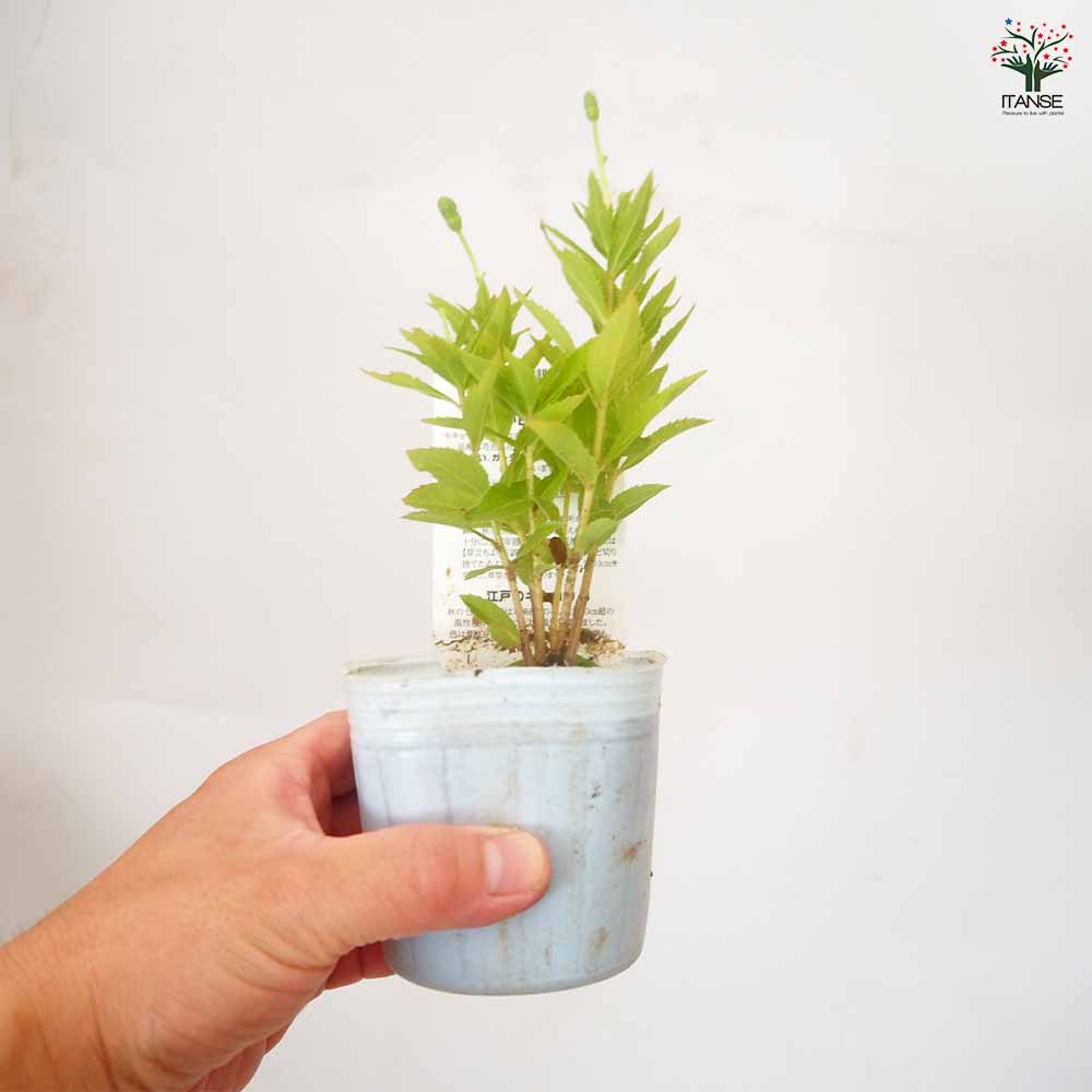 桔梗の苗 品種見計らい 【花苗 3.5号】｜ 【植物のITANSE】全品
