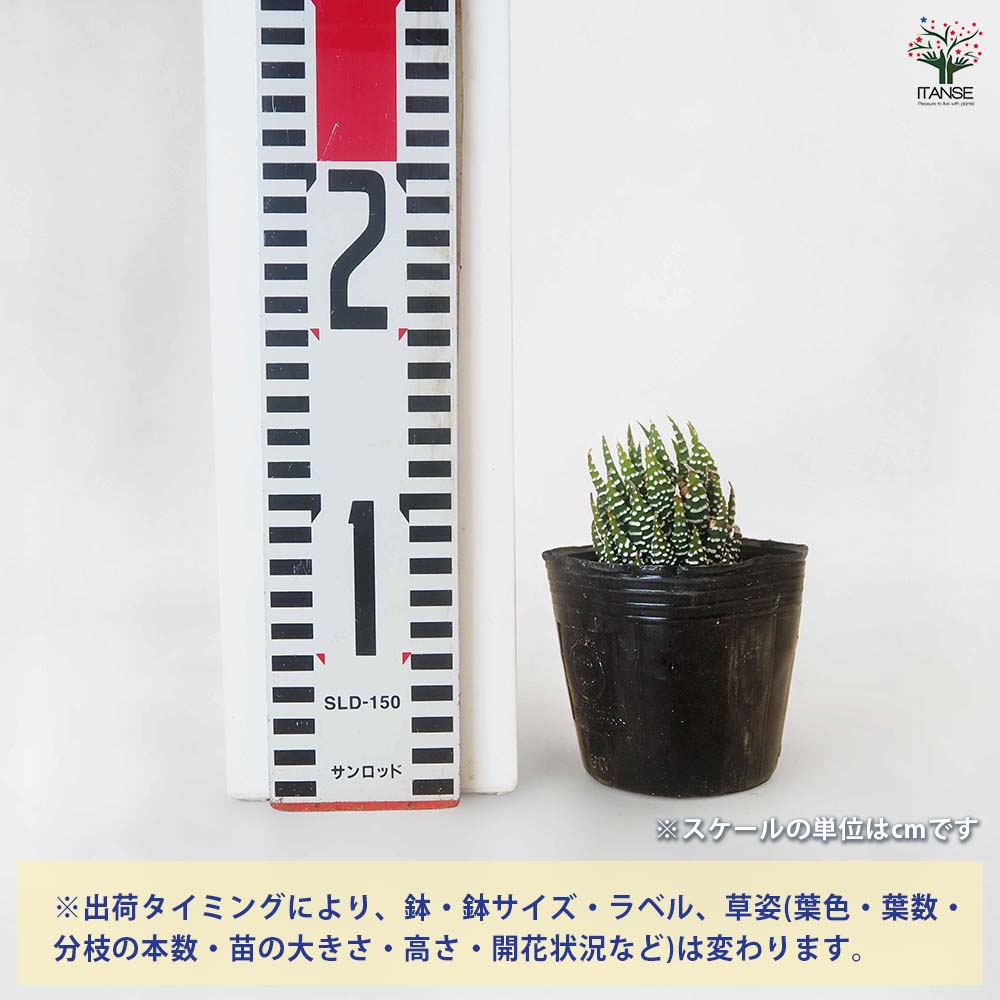 ハオルチア 十二の巻 【多肉植物 3号／1個売り】｜ 【植物の
