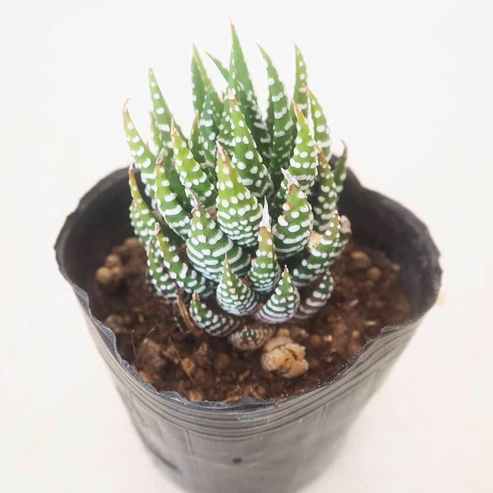 ハオルチア 十二の巻 【多肉植物 3号／1個売り】
