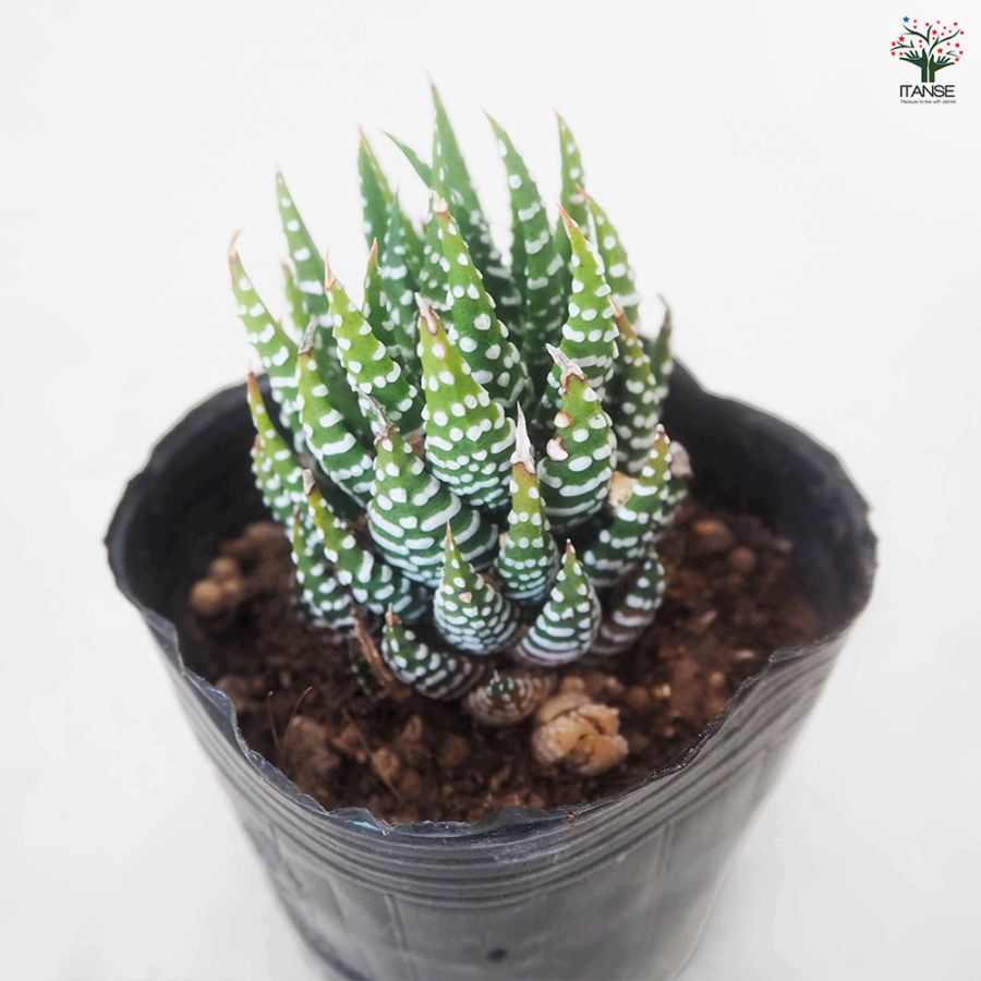 Top【選抜株】多肉植物　13190ハオルチア 北極の光　10個　鉢無し/脱土 ハオルチア 十二の巻 【多肉植物 3号／1個売り】｜ 【植物の