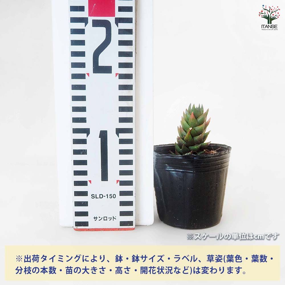 ハオルチア 紫翠(しすい) 【多肉植物 3号／1個売り】｜ 【植物の