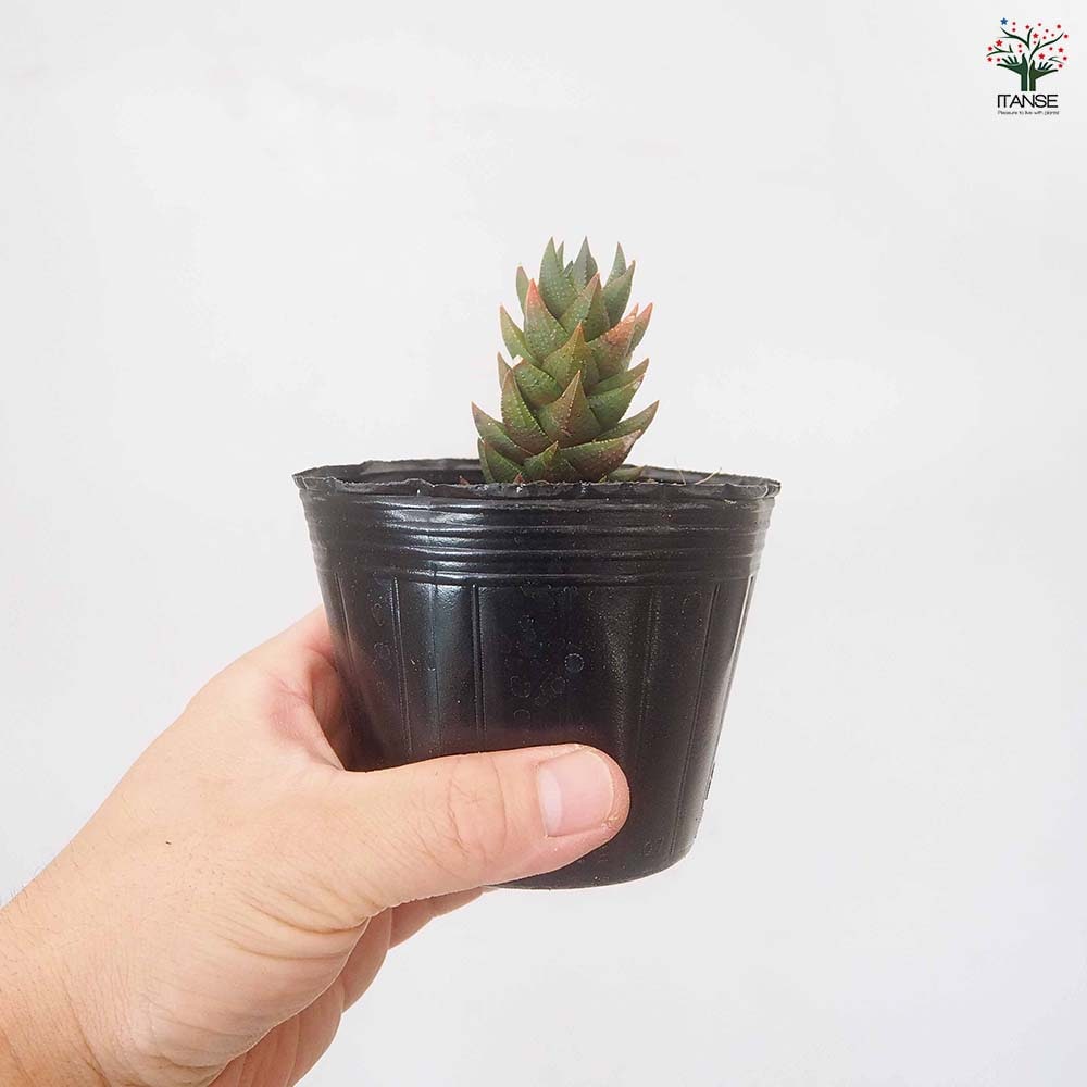 ハオルチア 紫翠(しすい) 【多肉植物 3号／1個売り】｜ 【植物の