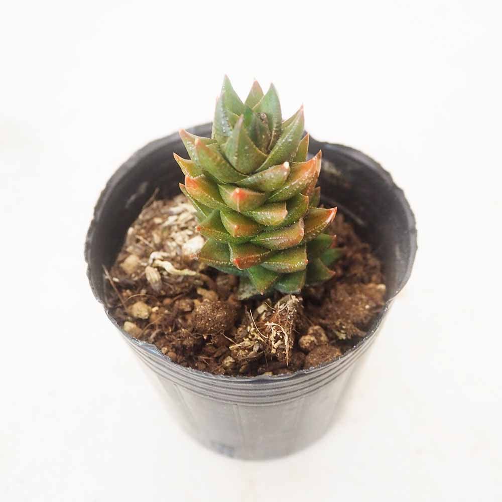 ハオルチア 紫翠(しすい) 【多肉植物 3号／1個売り】