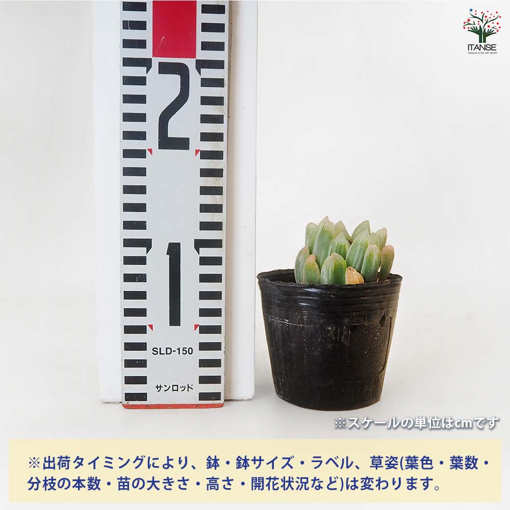ハオルチア アイススプライト 【多肉植物 3号／1個売り】｜ 【植物の