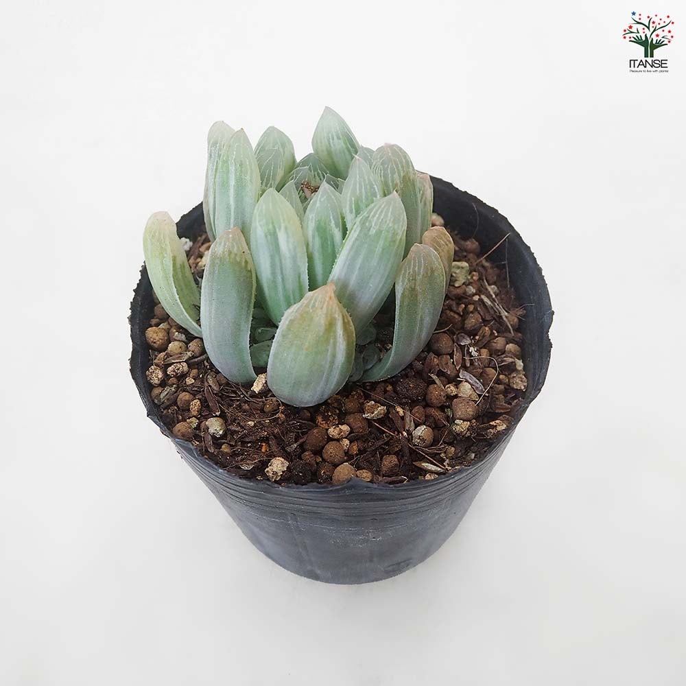 ハオルチア アイススプライト 【多肉植物 3号／1個売り】｜ 【植物の