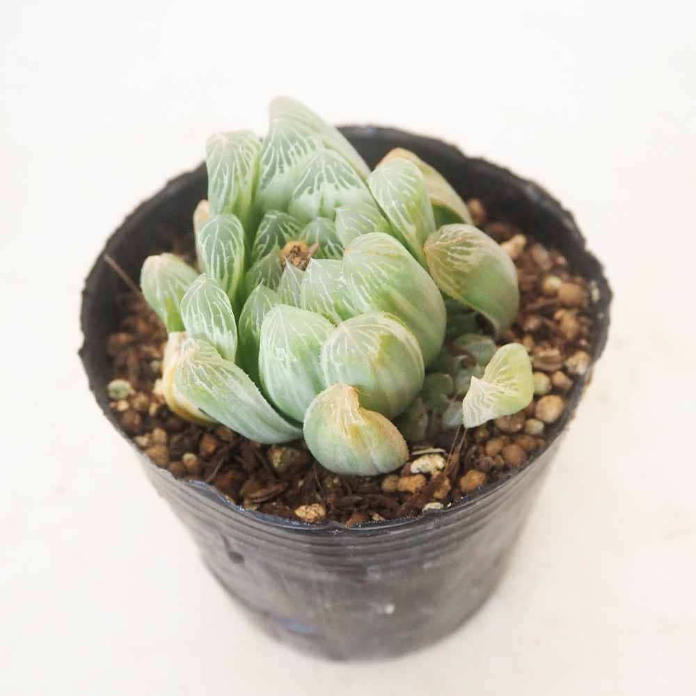 ハオルチア アイススプライト 【多肉植物 3号／1個売り】