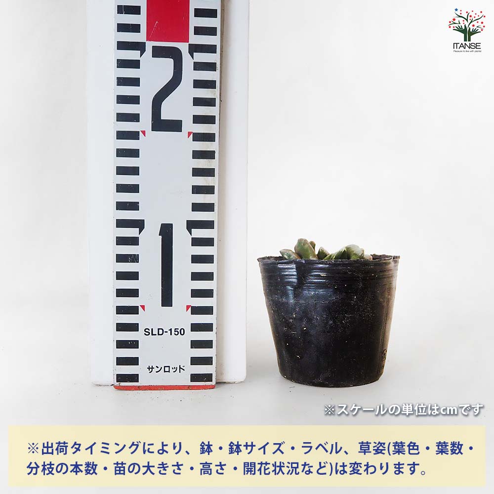 ハオルチア 静鼓(せいこ) 【多肉植物 3号／1個売り】｜ 【植物の