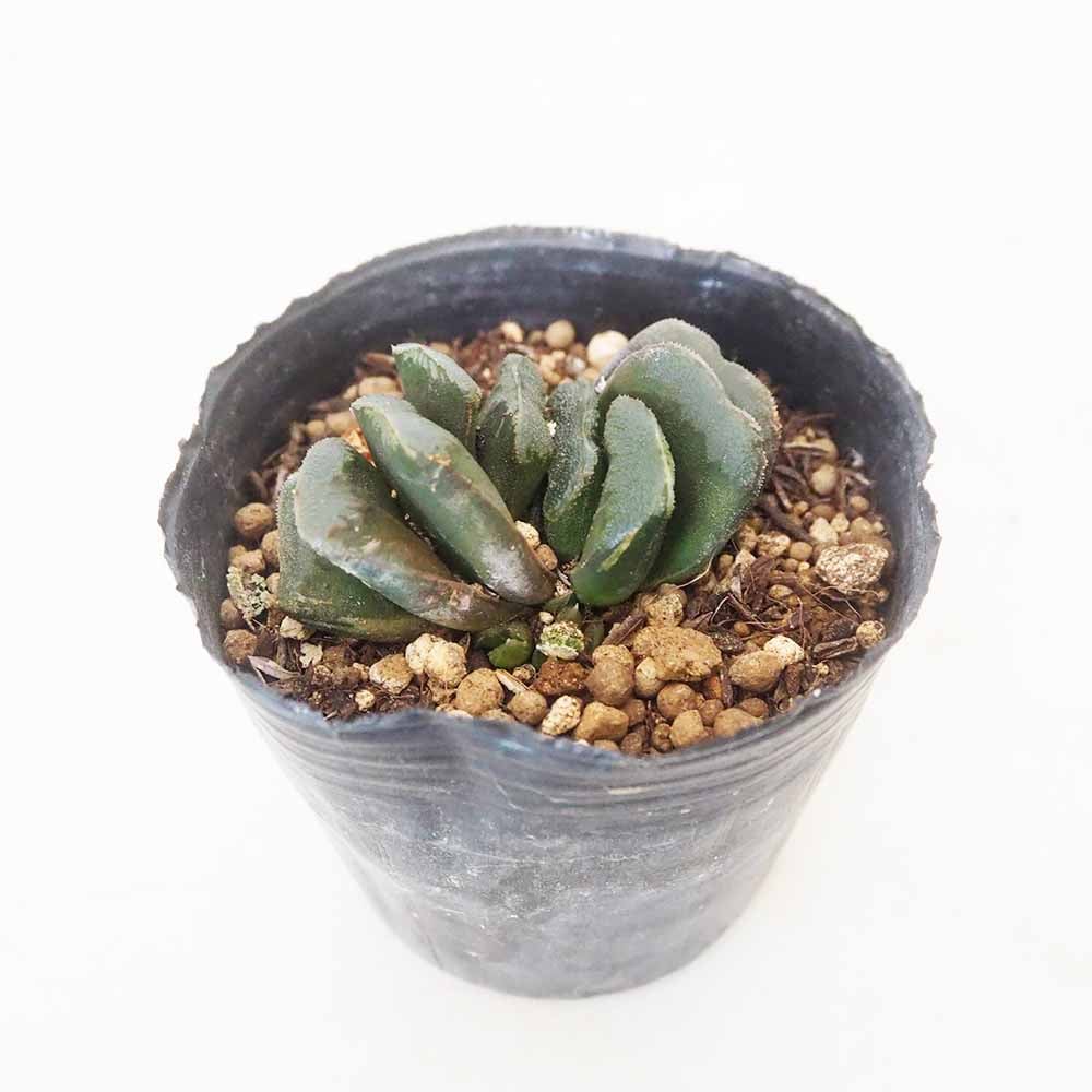ハオルチア 静鼓(せいこ) 【多肉植物 3号／1個売り】