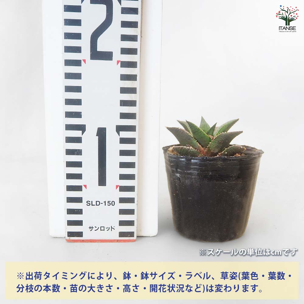 ハオルチア テッセラータ竜鱗 【多肉植物 3号／1個売り】｜ 【植物の