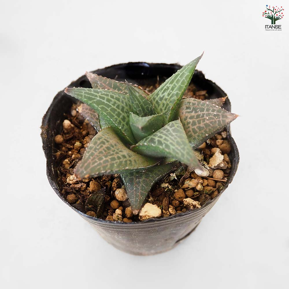 ハオルチア テッセラータ竜鱗 【多肉植物 3号／1個売り】｜ 【植物の