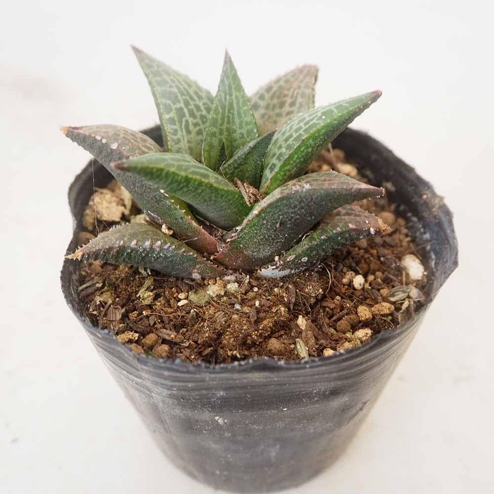 ハオルチア テッセラータ竜鱗 【多肉植物 3号／1個売り】