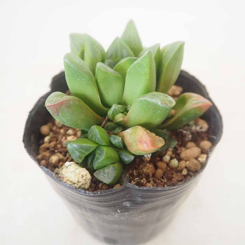 アエオニウム リリーパッド 【多肉植物 2.5号／1個売り】｜ 【植物の